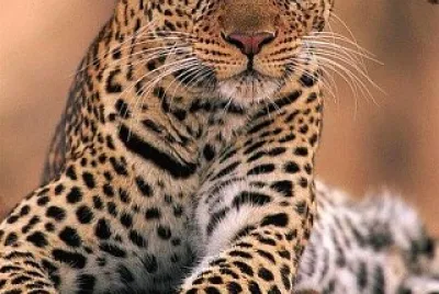 animal