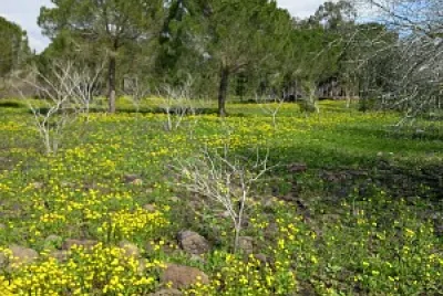 daliot