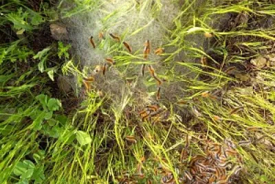 Signs of spring jigsaw puzzle