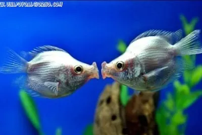 QUESTO E 'AMORE