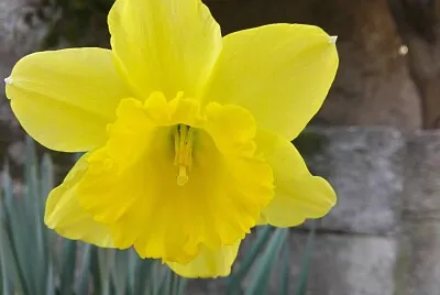 FLORES