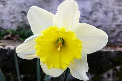 פאזל של FLORES