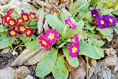 FLORES
