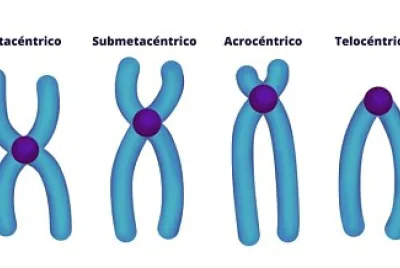 CROMOSOMAS