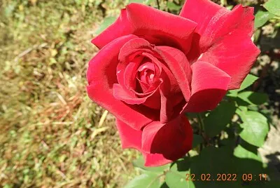 ROSA