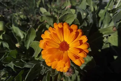 FLORES