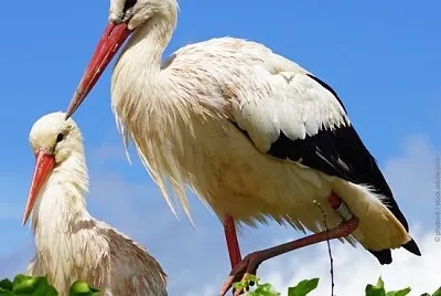 oiseau