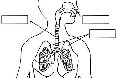 פאזל של sistema respiratorio