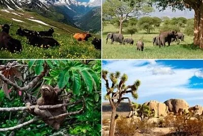 Ecosistema