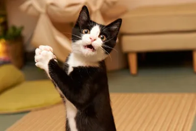 Blind cat