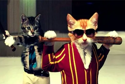 Cats 's fight