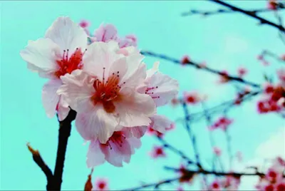 פאזל של 花賞