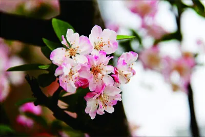 פאזל של 花賞
