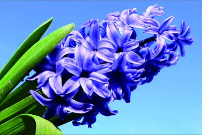 פאזל של 花賞