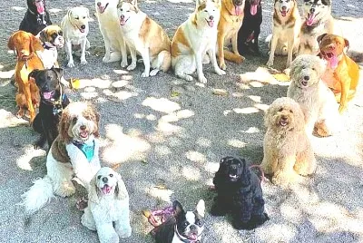 perro