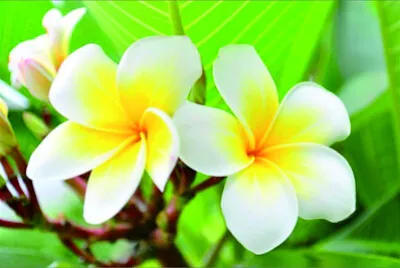花賞