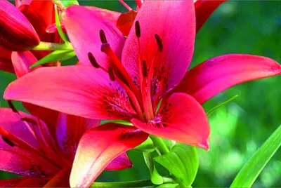 פאזל של 花賞