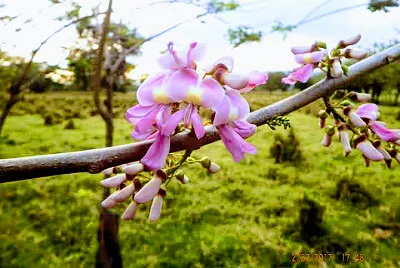 FLORES