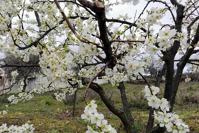 FLORES