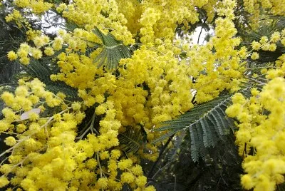 FLORES