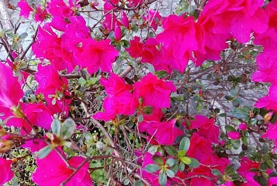 FLORES