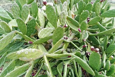 CACTUS