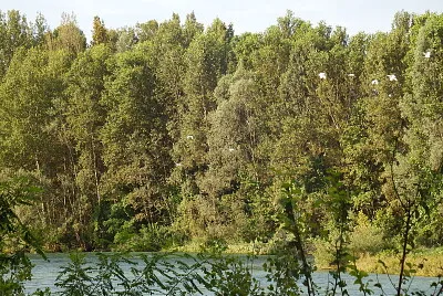 dove faccio il nido jigsaw puzzle