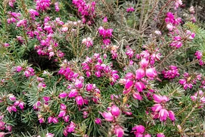 FLORES