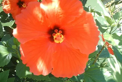 Flor