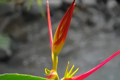 FLORES