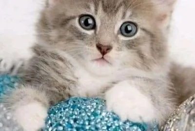 gato