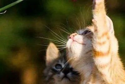 gato