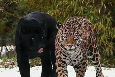 Animaux en Liberté
