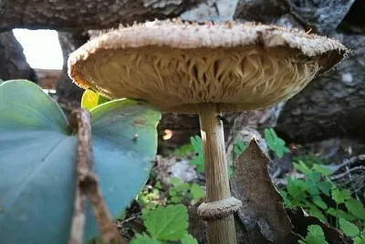 Fungos macroscópico jigsaw puzzle