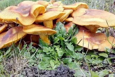 Fungos macroscópico jigsaw puzzle