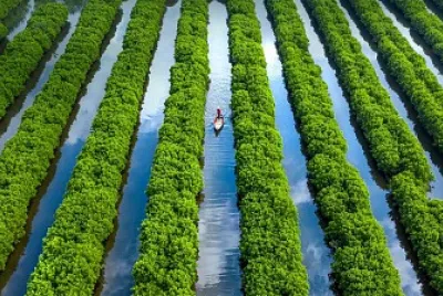 Manglares de Vietnam