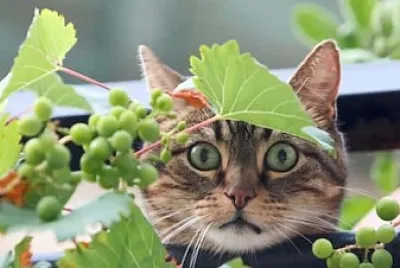 פאזל של Gato uvas