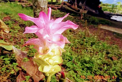 FLOR