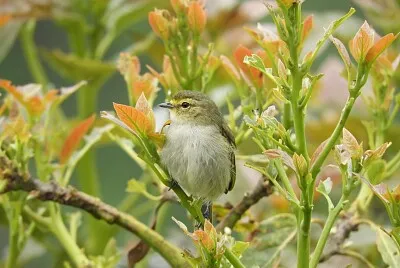 pajaro