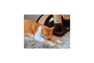 Gatos divertidos jigsaw puzzle
