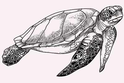 tartaruga