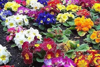 Colourful Spring Flowers
