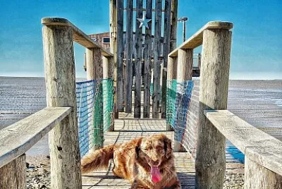 Chien jigsaw puzzle