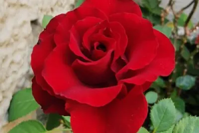 Flor