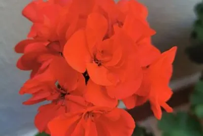 Flor