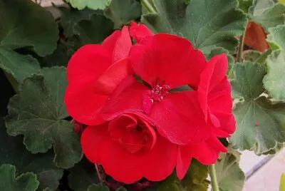 Flor
