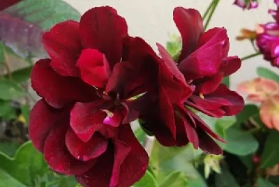 Flor