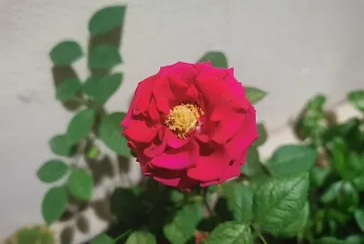 Flor