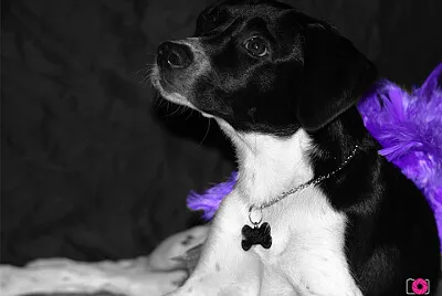 פאזל של filhaminhaflor