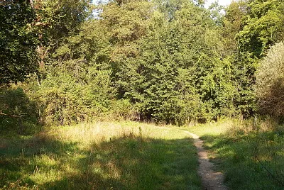 entrata nel bosco jigsaw puzzle